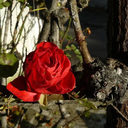 Bed & Breakfast La Corte Delle 4 Stagioni Ozzano Monferrato